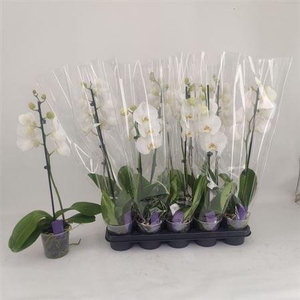 ** Phal Ov Wit 1 Branche 6+ * Spring Deal *