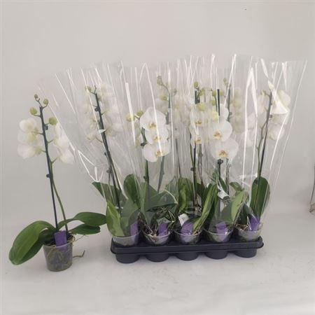 <h4>** Phal Ov Wit 1 Branche 6+ * Spring Deal *</h4>