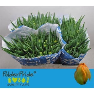 Tulipa do icoon