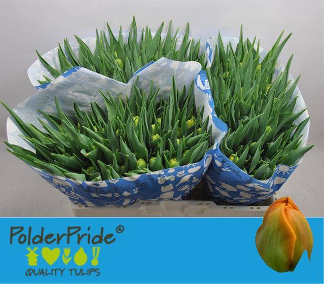 <h4>Tulipa do icoon</h4>
