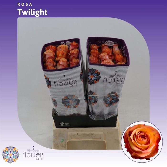 <h4>Rosa gr Twilight@</h4>