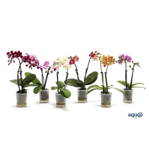 Phal Tiny Dolls Mix 2T10+ Aqu@