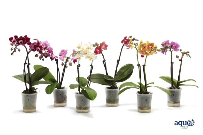 <h4>Phal Tiny Dolls Mix 2T10+ Aqu@</h4>