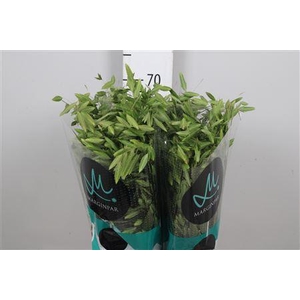 Chasmanth Latifolium