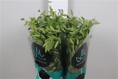 <h4>Chasmanth Latifolium</h4>