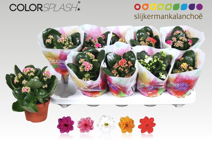 <h4>KAL GE GEM 5 KL</h4>