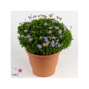 FELI AM FELICIT BLUE