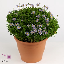 <h4>FELI AM FELICIT BLUE</h4>