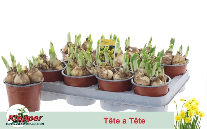 <h4>NARCISSUS TETE A TETE P10</h4>