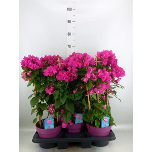 Bougainvillea  'Vera Dp Purple Imp'