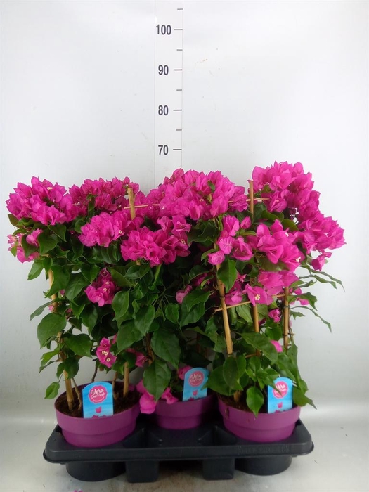 <h4>Bougainvillea  'Vera Dp Purple Imp'</h4>