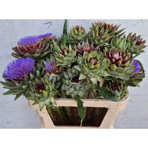 CYNARA SC GREEN GLOB