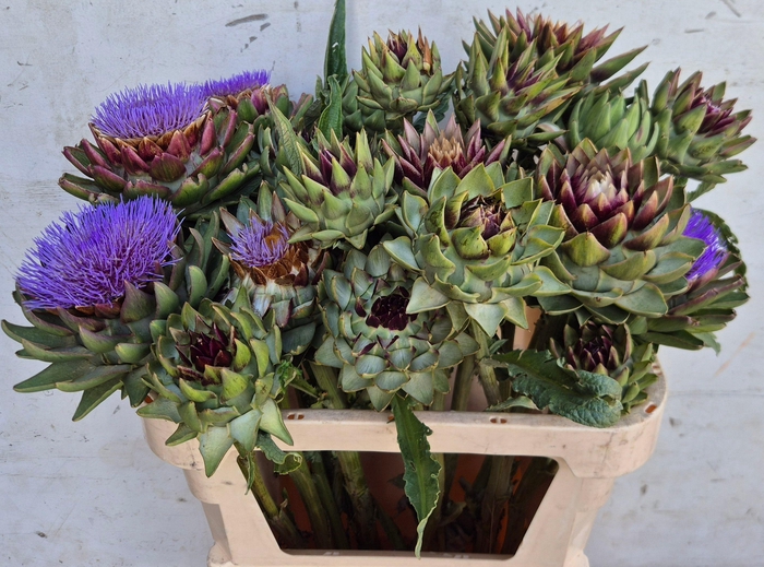 <h4>CYNARA SC GREEN GLOB</h4>