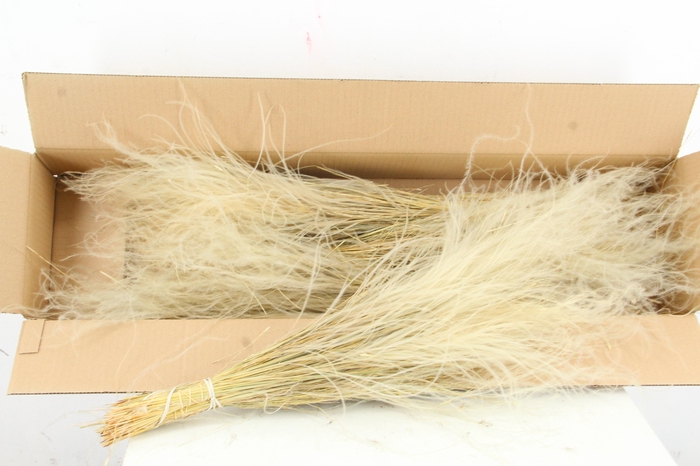 DF Stypha Penatta Bs Natural