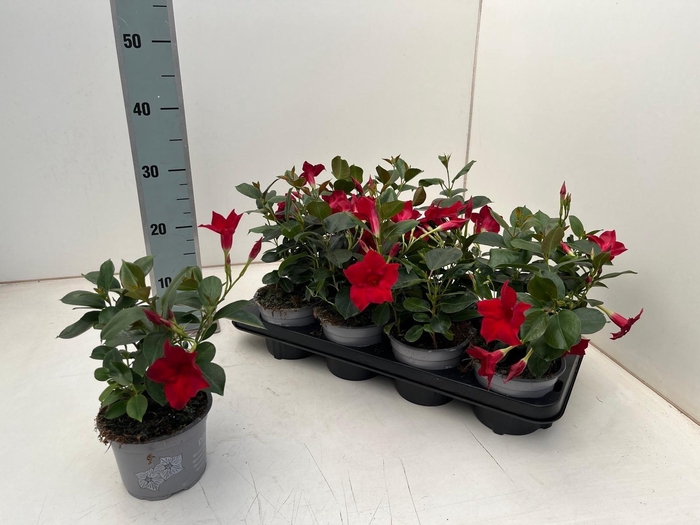 <h4>MANDE DI JADE SCARLE</h4>