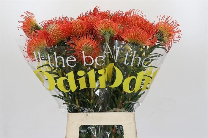 <h4>Leuco Co Succession</h4>