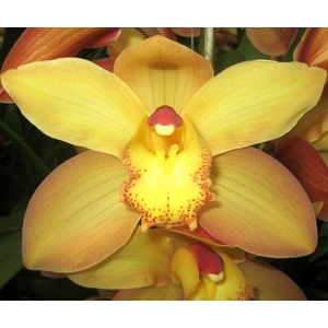 Cymbidium Gold Doos