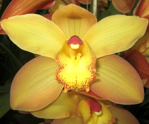 <h4>Cymbidium Gold Doos</h4>