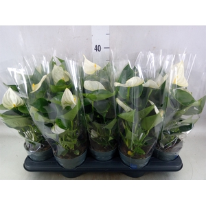 Anthurium  'Karma White'