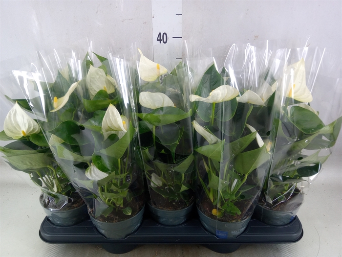 <h4>Anthurium  'Karma White'</h4>
