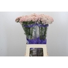 Ozothamnus Cooks Pink