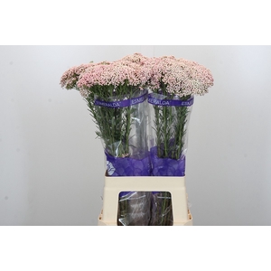 Ozothamnus Cooks Pink