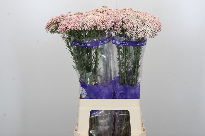 <h4>Ozothamnus Cooks Pink</h4>