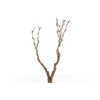 Syringa Branch Extra Bantock