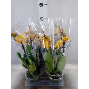 Phalaenopsis multi. 'Limpopo'