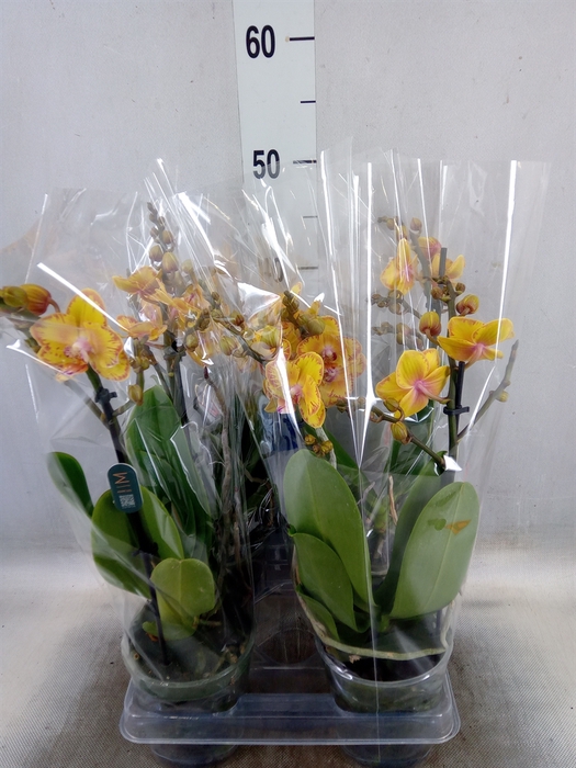 <h4>Phalaenopsis multi. 'Limpopo'</h4>