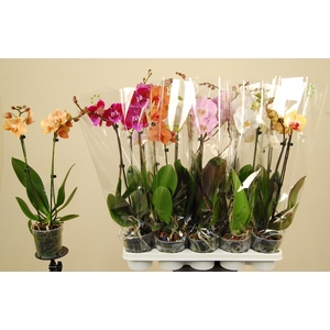 PHAL GEM 7 KL