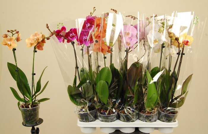 <h4>PHAL GEM 7 KL</h4>