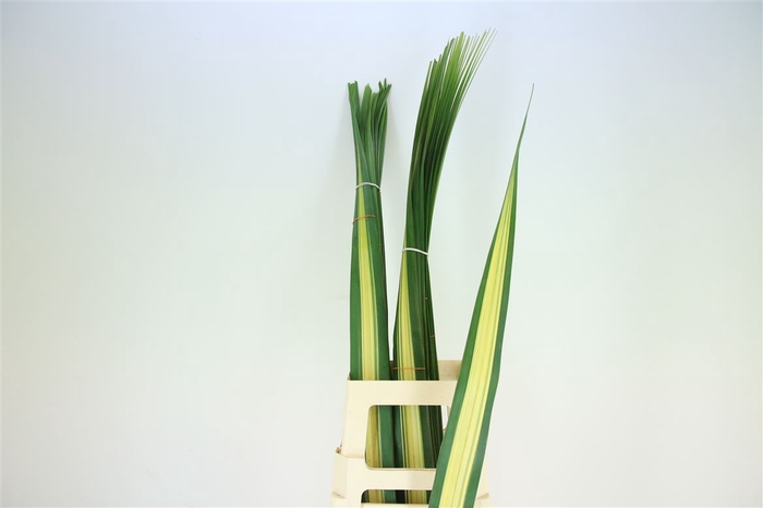 <h4>Pandanus (sr)</h4>