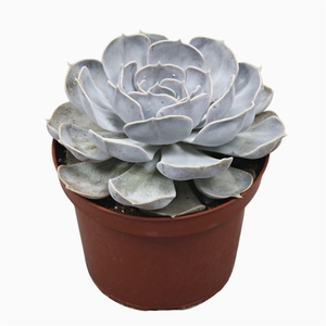 Echeveria lilacina