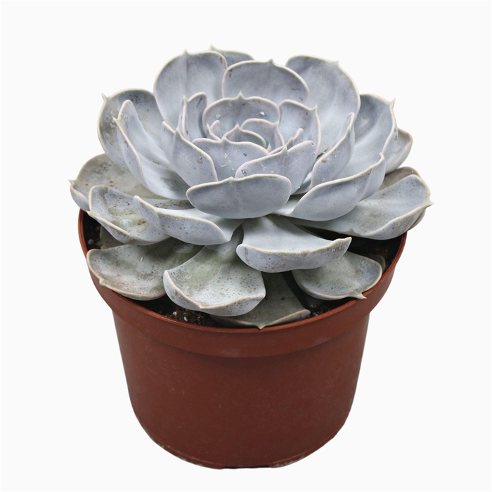 <h4>Echeveria lilacina</h4>
