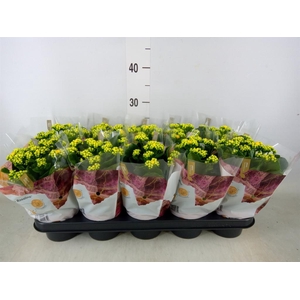 Kalanchoe blos. 'RosDon Amaril'