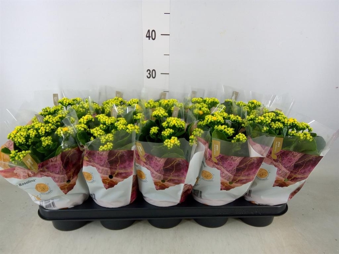 <h4>Kalanchoe blos. 'RosDon Amaril'</h4>