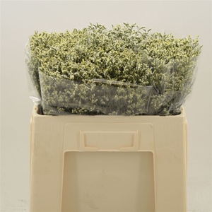 Limonium Sinense China White