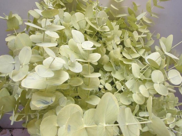 <h4>Euc Cinerea Creme</h4>