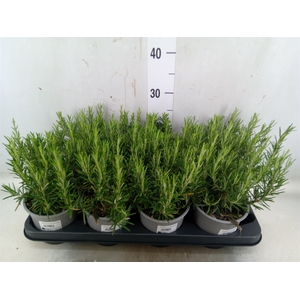 Rosmarinus officinalis   ...