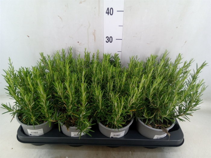 <h4>Rosmarinus officinalis   ...</h4>