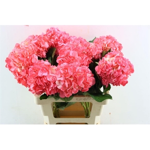 Hydr M Dark Rosa Tinted