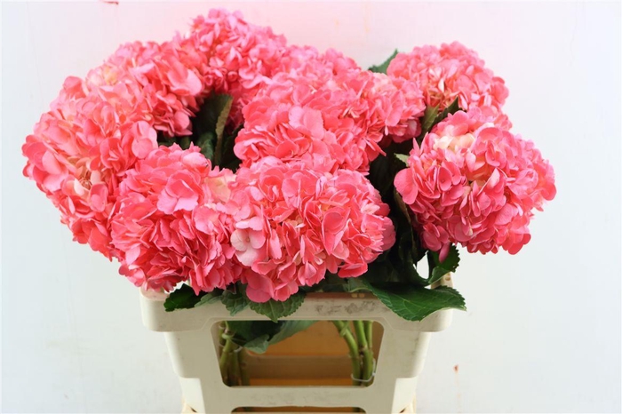 <h4>Hydr M Dark Rosa Tinted</h4>