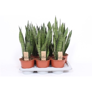 Sansevieria zeylanica