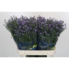 Aster Baby Blue