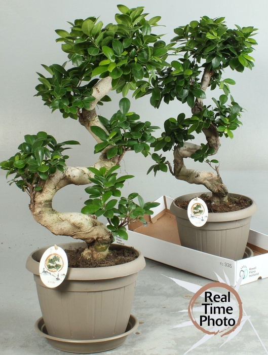 <h4>FIC MI GINSENG</h4>