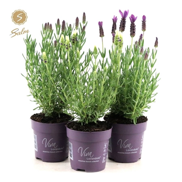 <h4>Viva Lavandula st. 'Anouk'® Collection P10</h4>