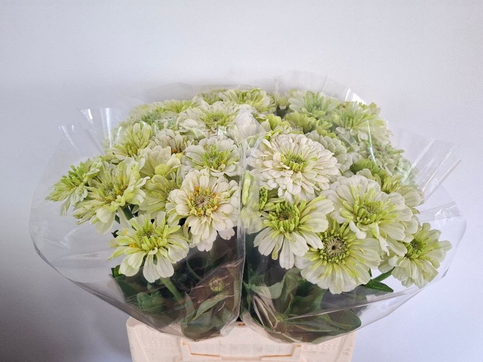 <h4>ZINNIA ELEGANS</h4>