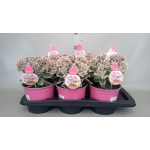 Sedum telep. 'La Vie en Rose'