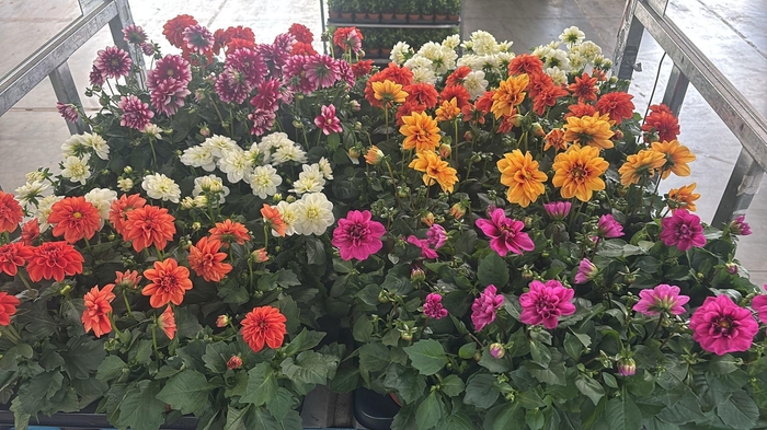 <h4>DAHLIA MIXK 5 KL</h4>